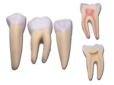 3 TEETH SET (incisor, canine and molar)